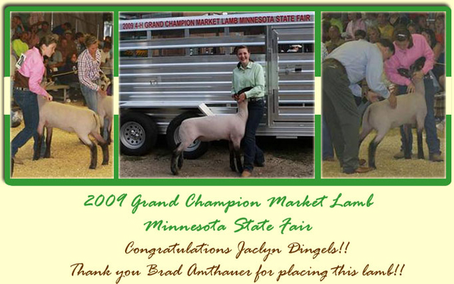 Grand Lamb Minnesota State Fair