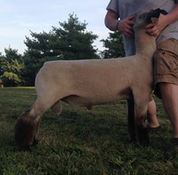 Morrical Show Lambs: Sires