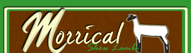 Morrical Show Lambs